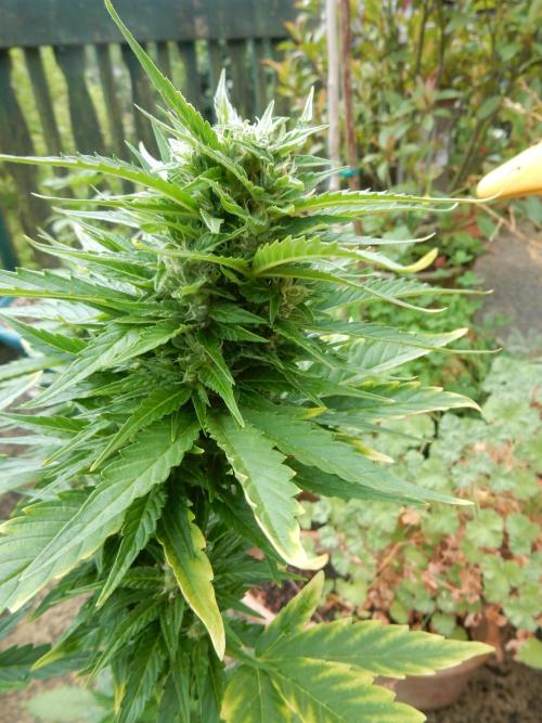 Candyland - Outdoor 26. Week 7