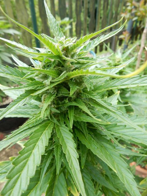 Candyland - Outdoor 26. Week 7