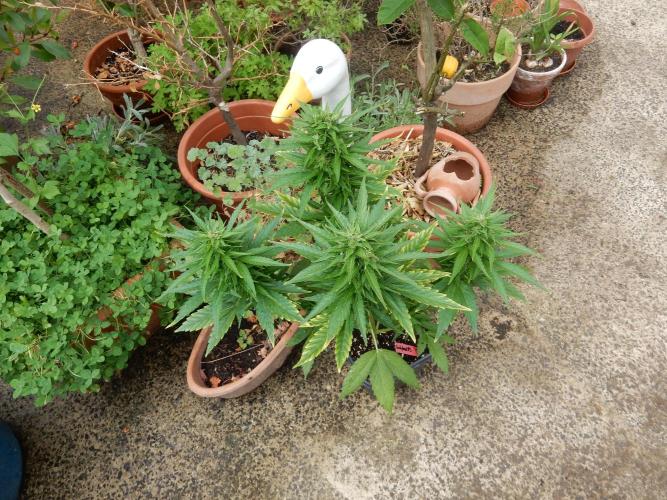 Candyland - Outdoor 26. Week 7