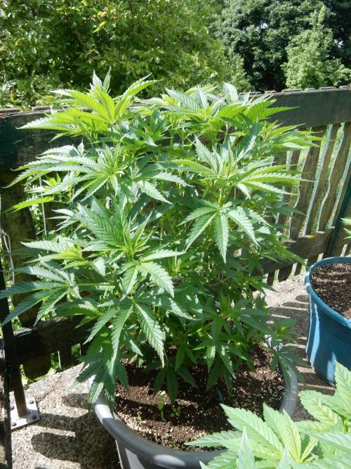 Fruit Bomb Punch Outdoor - 26. Week 8