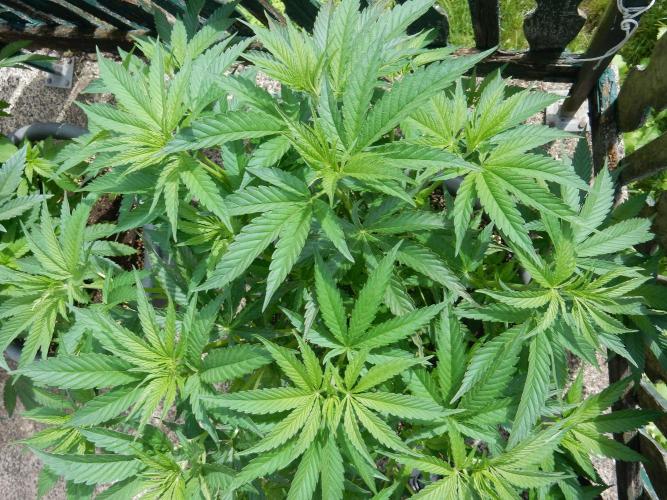 Fruit Bomb Punch Outdoor - 26. Week 8