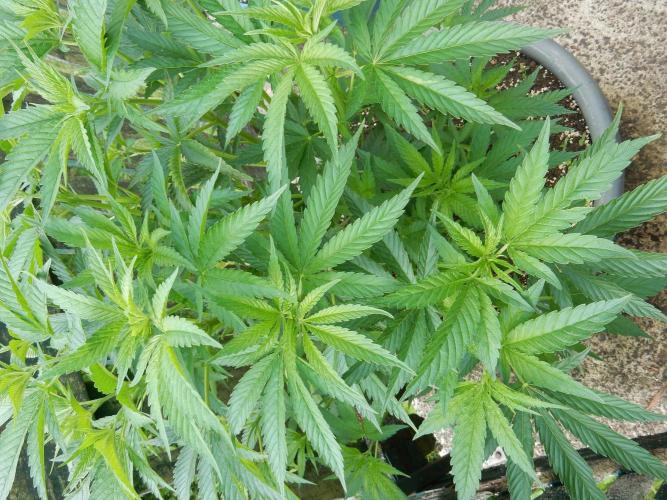 Fruit Bomb Punch Outdoor - 26. Week 8