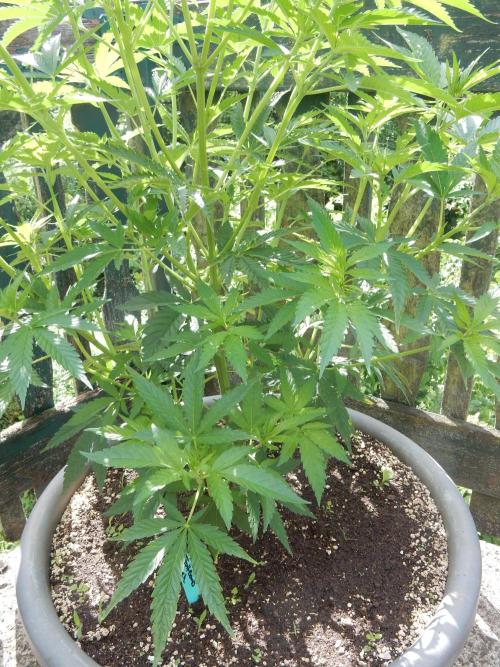 Fruit Bomb Punch Outdoor - 26. Week 8