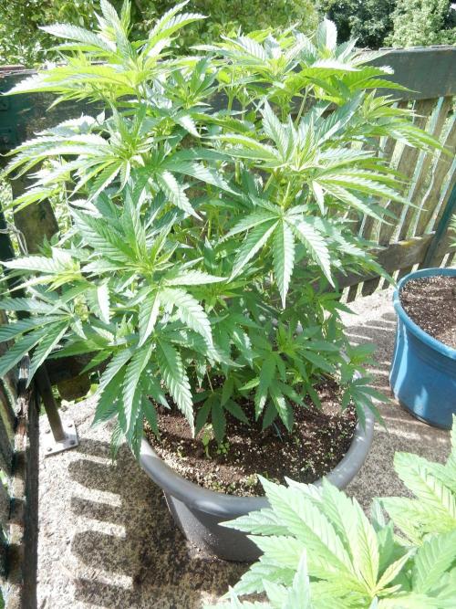 Fruit Bomb Punch Outdoor - 26. Week 8
