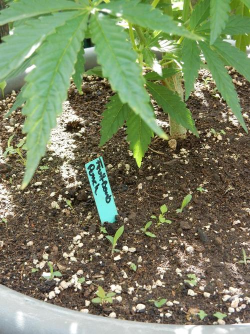 Fruit Bomb Punch Outdoor - 26. Week 8