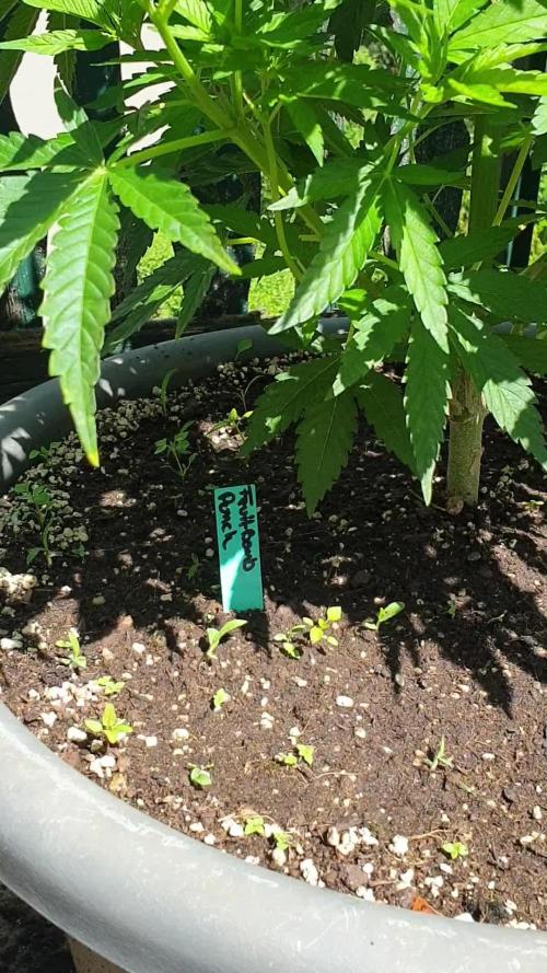 Fruit Bomb Punch Outdoor - 26