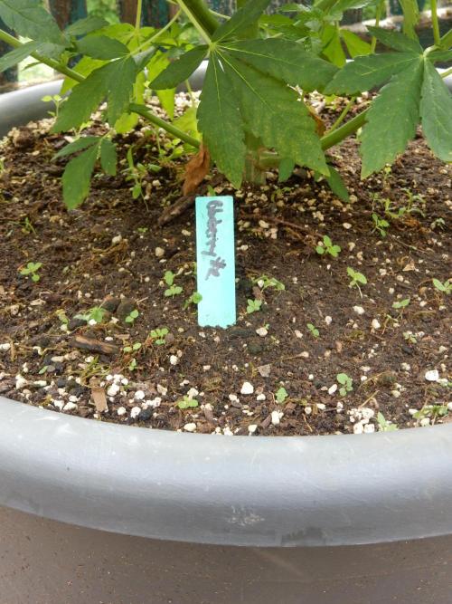 Blueberry - Outdoor 26. Week 8