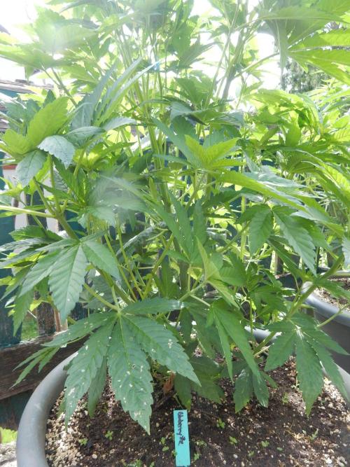 Blueberry - Outdoor 26. Week 8