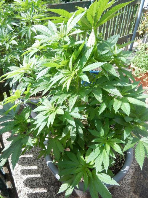 Blueberry - Outdoor 26. Week 8
