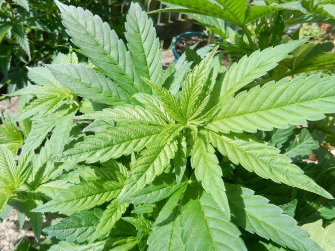 Blueberry - Outdoor 26. Week 8