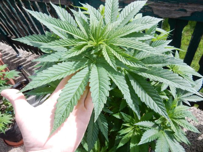 Blueberry - Outdoor 26. Week 8