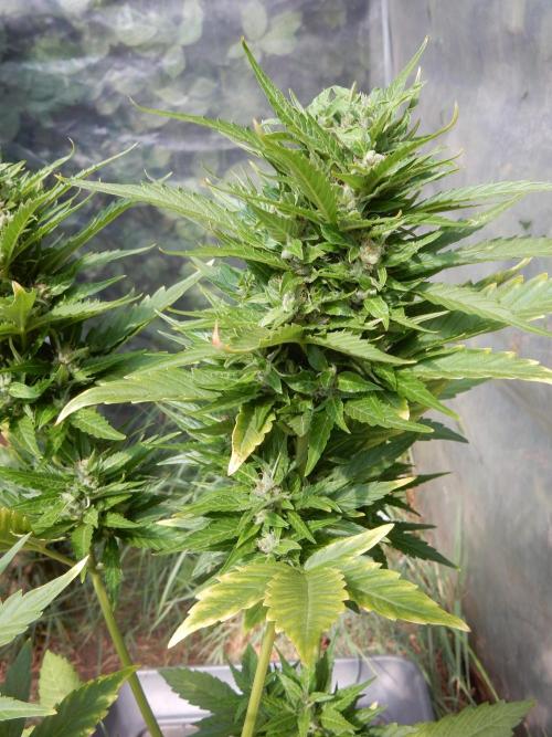 Candyland - Outdoor 26. Week 8