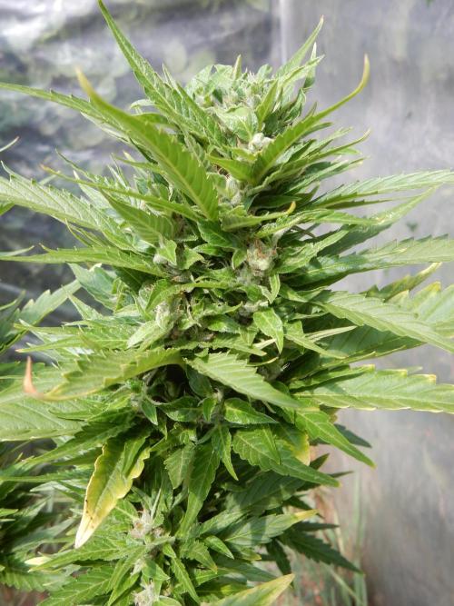 Candyland - Outdoor 26. Week 8
