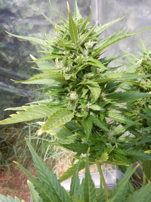 Candyland - Outdoor 26. Week 8