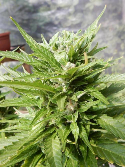 Candyland - Outdoor 26. Week 8