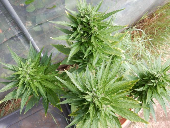 Candyland - Outdoor 26. Week 8