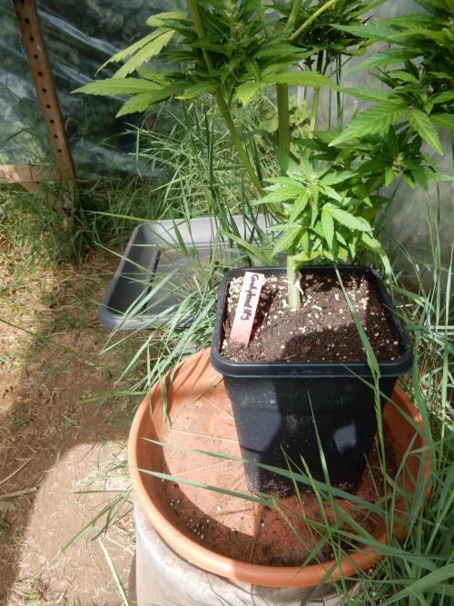 Candyland - Outdoor 26. Week 8