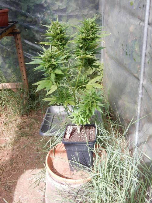 Candyland - Outdoor 26. Week 8
