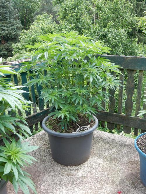Fruit Bomb Punch Outdoor - 26. Week 9