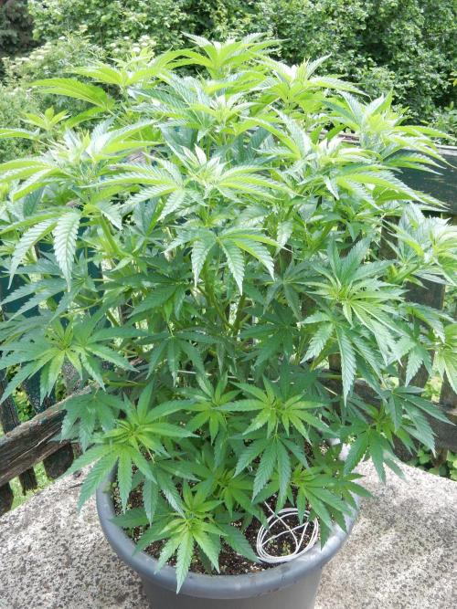 Fruit Bomb Punch Outdoor - 26. Week 9