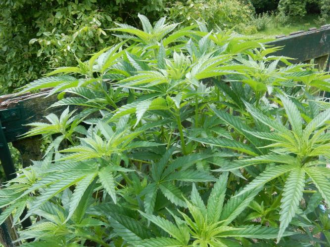 Fruit Bomb Punch Outdoor - 26. Week 9