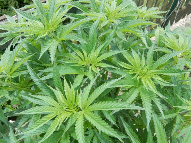 Fruit Bomb Punch Outdoor - 26. Week 9