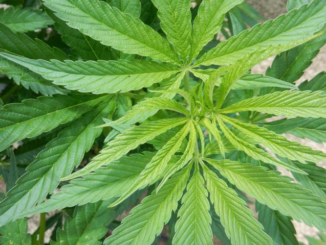 Fruit Bomb Punch Outdoor - 26. Week 9