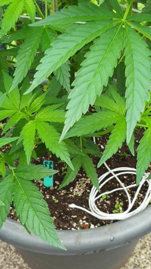 Fruit Bomb Punch Outdoor - 26