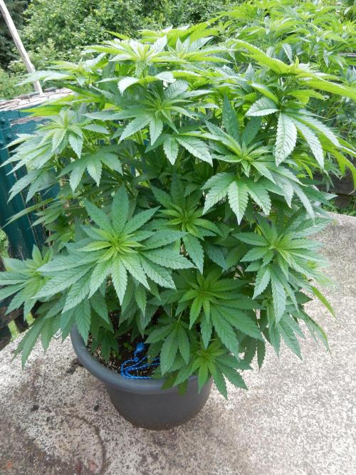Blueberry - Outdoor 26. Week 9