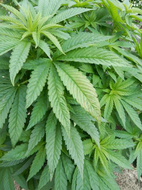Blueberry - Outdoor 26. Week 9
