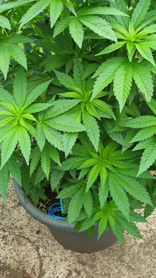 Blueberry - Outdoor 26