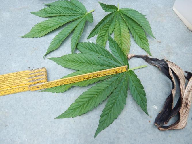 Blueberry - Outdoor 26. Week 9