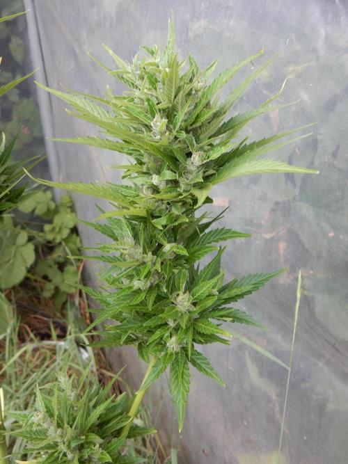 Candyland - Outdoor 26. Week 9