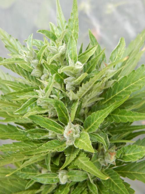Candyland - Outdoor 26. Week 9