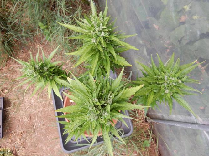 Candyland - Outdoor 26. Week 9