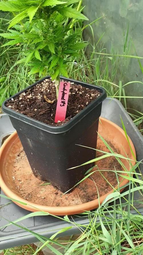 Candyland - Outdoor 26