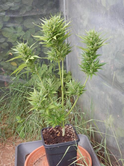 Candyland - Outdoor 26. Week 9