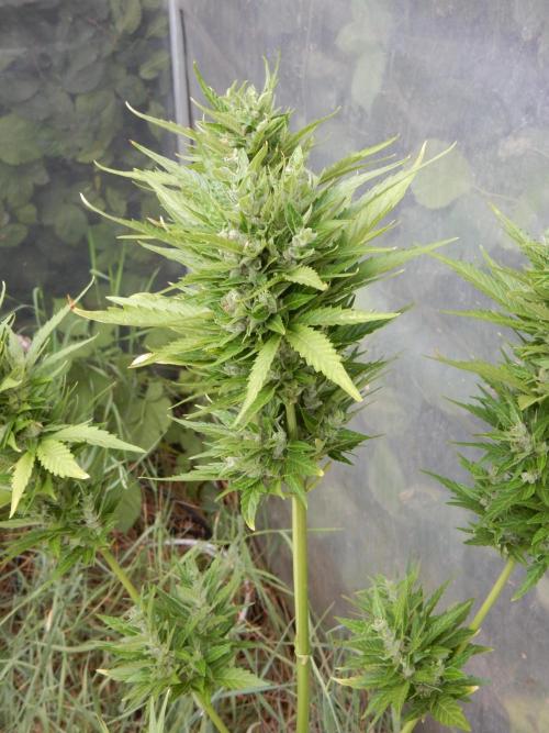 Candyland. Week 9
