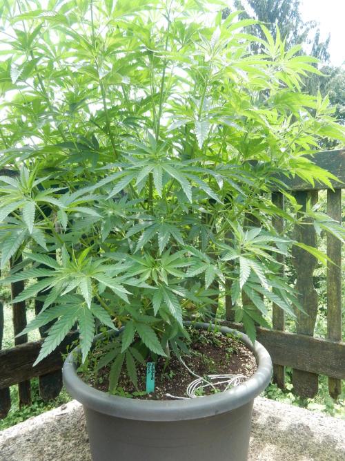 Fruit Bomb Punch Outdoor - 26. Week 10