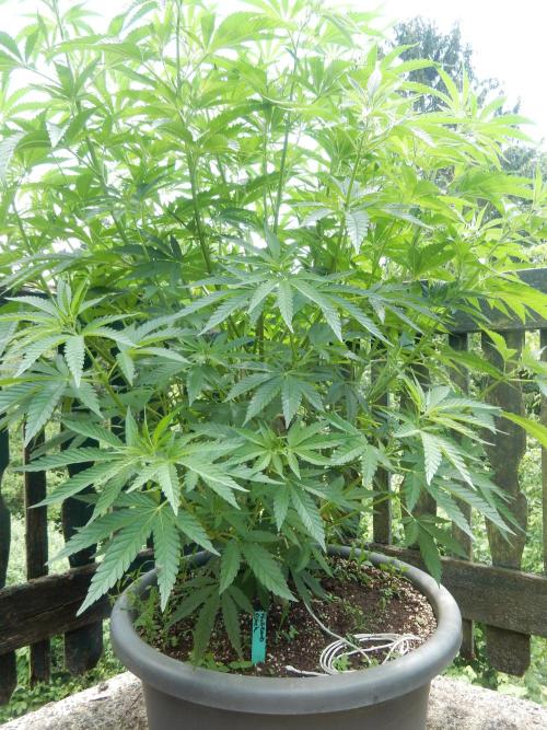 Fruit Bomb Punch Outdoor - 26. Week 10