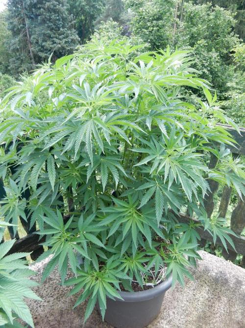 Fruit Bomb Punch Outdoor - 26. Week 10
