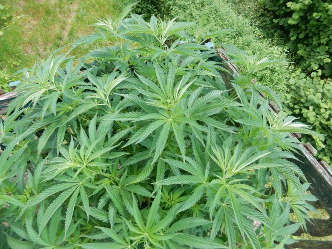 Fruit Bomb Punch Outdoor - 26. Week 10
