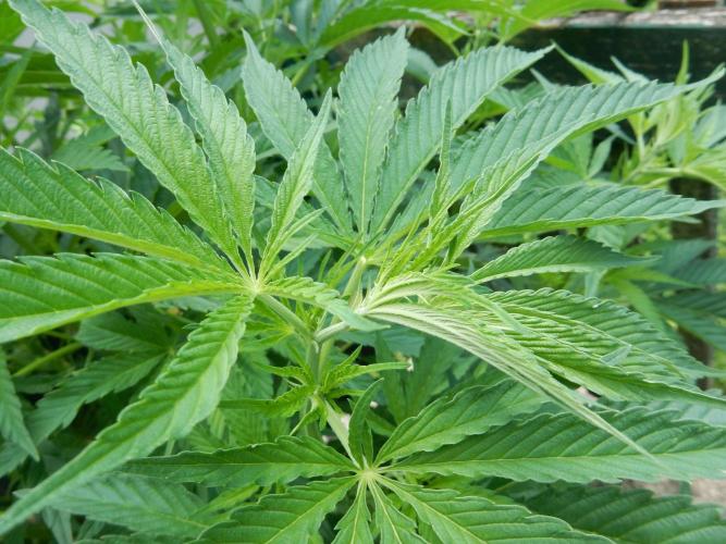 Fruit Bomb Punch Outdoor - 26. Week 10