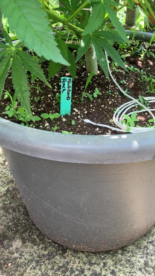Fruit Bomb Punch Outdoor - 26