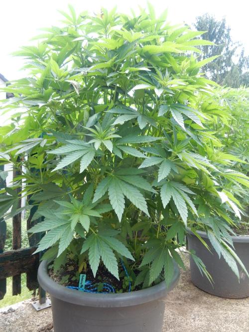 Blueberry - Outdoor 26. Week 10