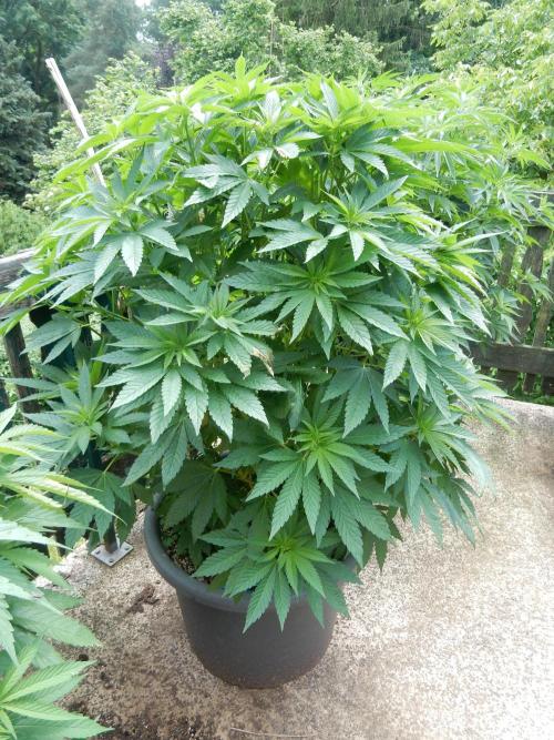 Blueberry - Outdoor 26. Week 10
