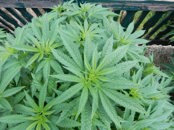 Blueberry - Outdoor 26. Week 10