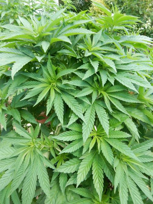 Blueberry - Outdoor 26. Week 10