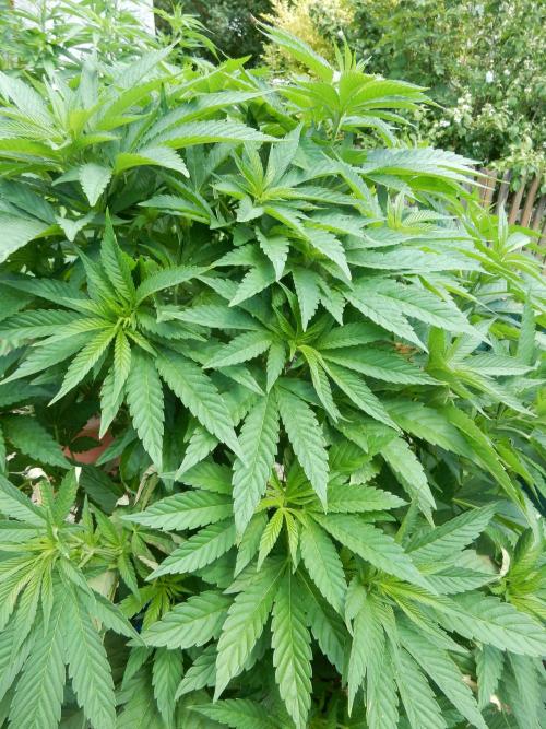 Blueberry - Outdoor 26. Week 10
