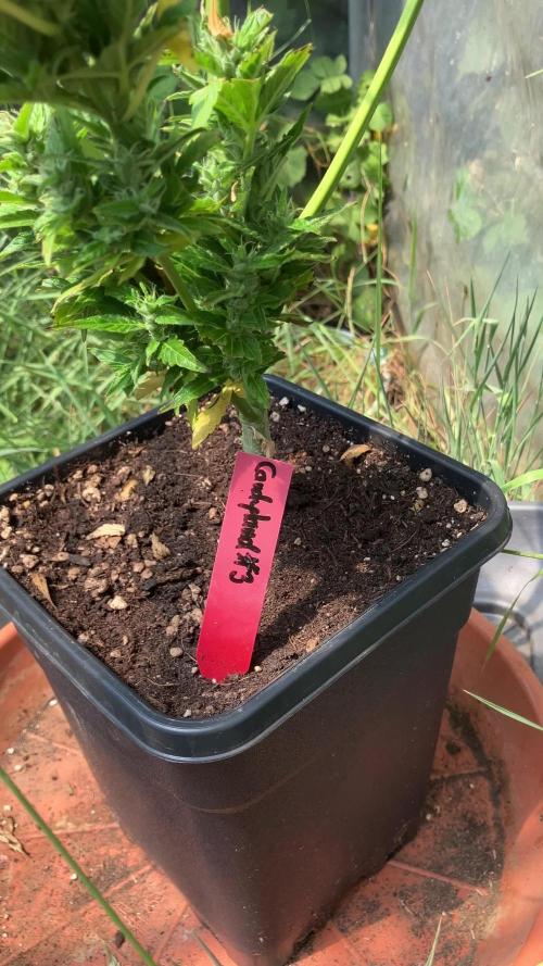 Candyland - Outdoor 26